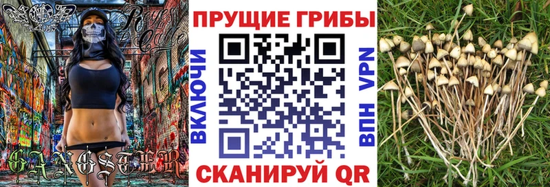 Галлюциногенные грибы GOLDEN TEACHER  Черноголовка 
